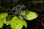 Mapleleaf viburnum